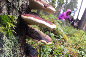 Skärmavbild 2015-11-14 kl. 18.10.57