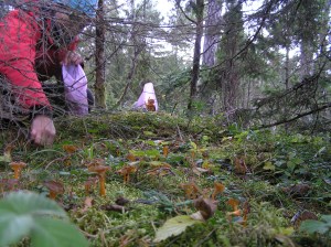 Gulröd trumpetsvamp