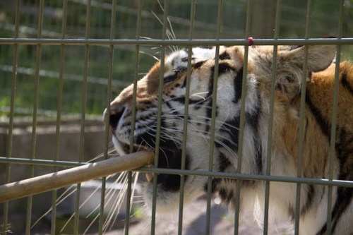 Target training Här ser vi en variant hur ”gapa” kan tränas in