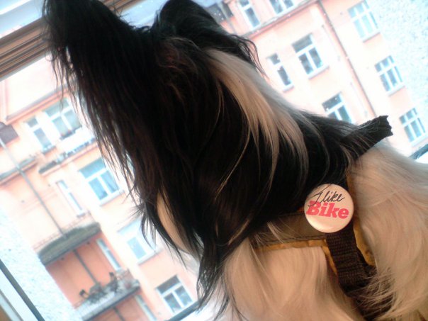 Redaktionshund, Piraya