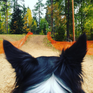 Skärmavbild 2015-10-16 kl. 15.27.59