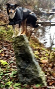 En något suddig djungelkatt balanserandes.