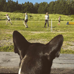 Skärmavbild 2015-07-03 kl. 00.58.44