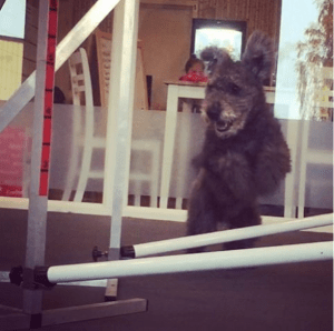 Skärmavbild 2015-11-01 kl. 21.36.38