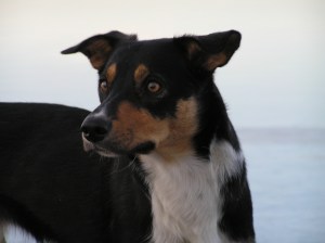 Ozelot - Fårö 2009