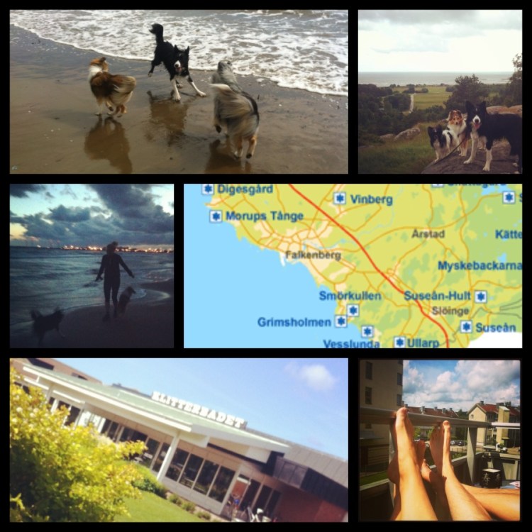 Agility SM Falkenberg 2013