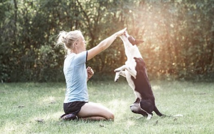 Hund som tränar